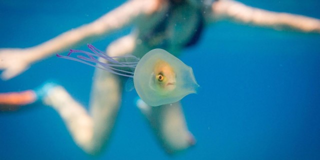 01-fish-in-jellyfish.adapt.1190.1