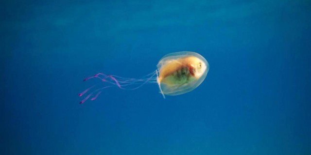 02-fish-in-jellyfish.ngsversion.1465324716439.adapt.945.1